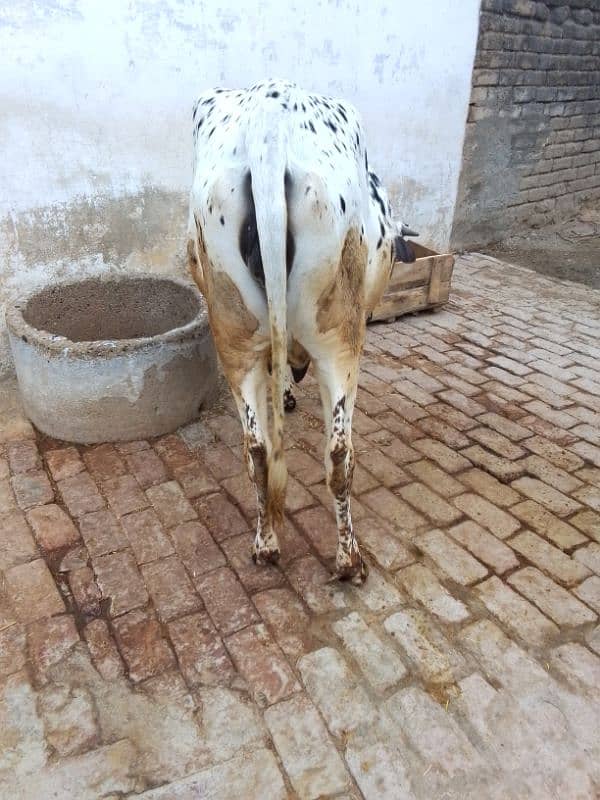 Cow for sale 2