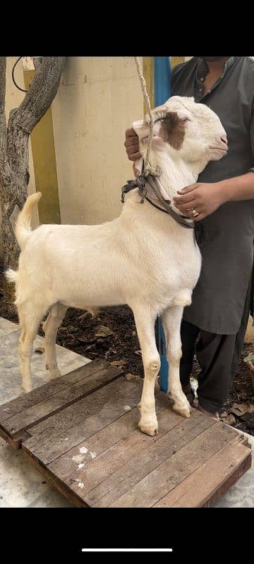 GULABI BAKRA PUNCH KHASI 1