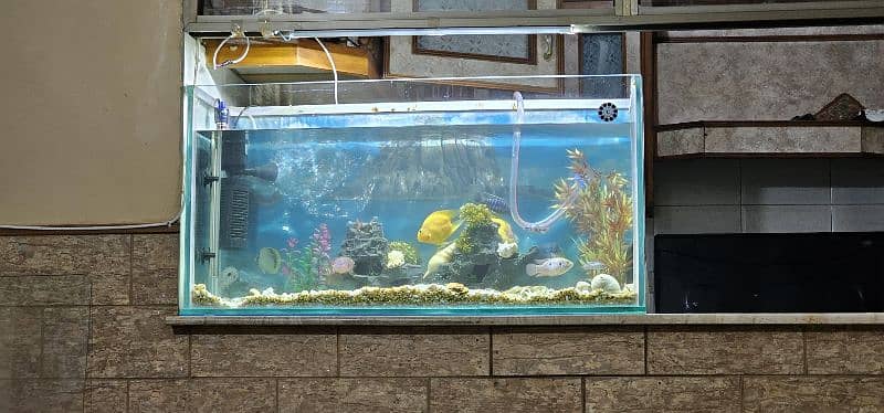 3ft aquarium in 12 mm glass 0