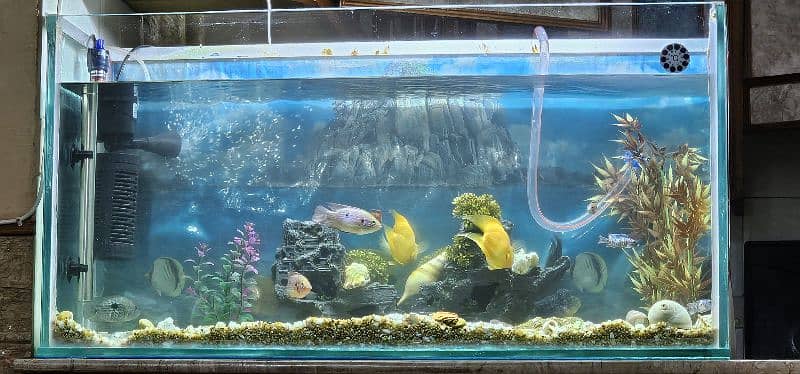 3ft aquarium in 12 mm glass 1