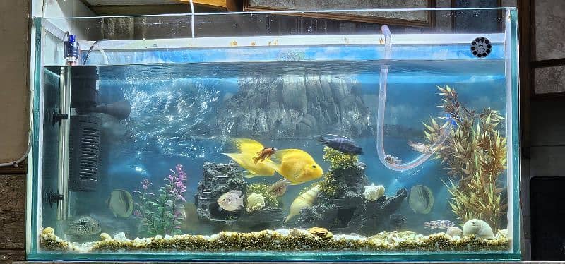 3ft aquarium in 12 mm glass 2