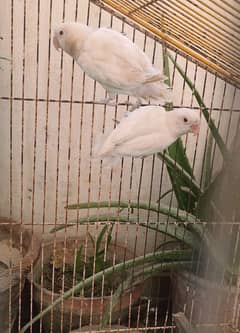 Albino Red Eye Pair