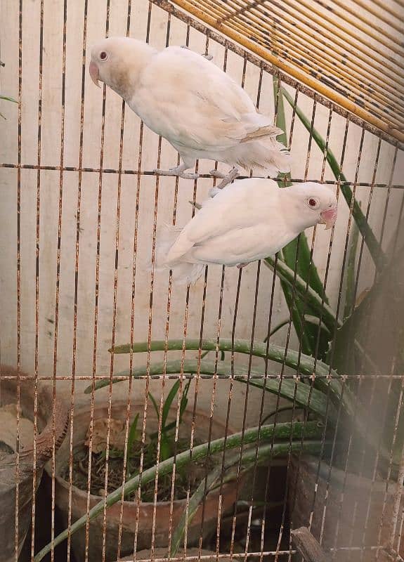 Albino Red Eye Pair 0