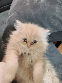 persian cat 2 month