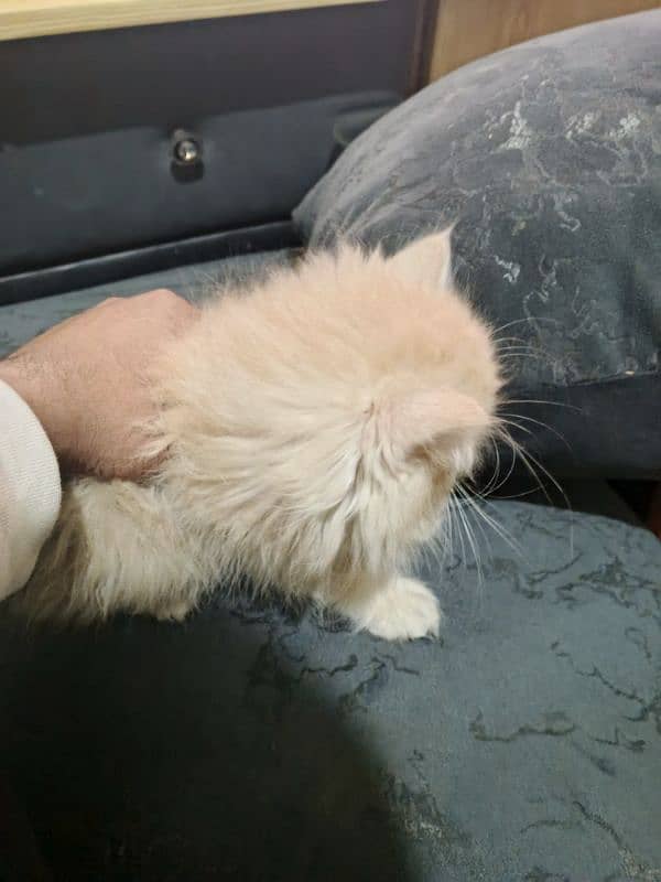 persian cat 2 month 1