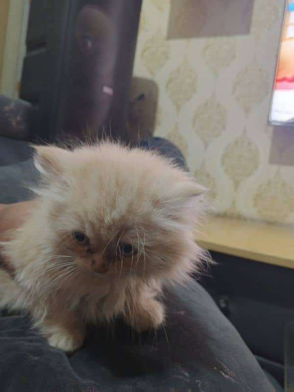 persian cat 2 month 2