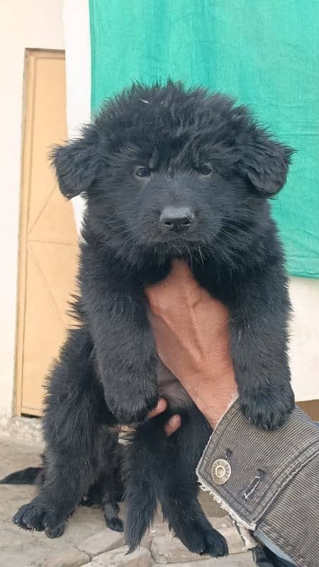 black German shepherd puppies 0