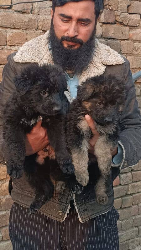 black German shepherd puppies 3