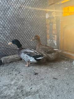 ducks