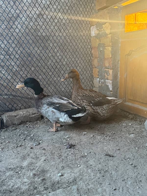 ducks breeder pair egg laying 0