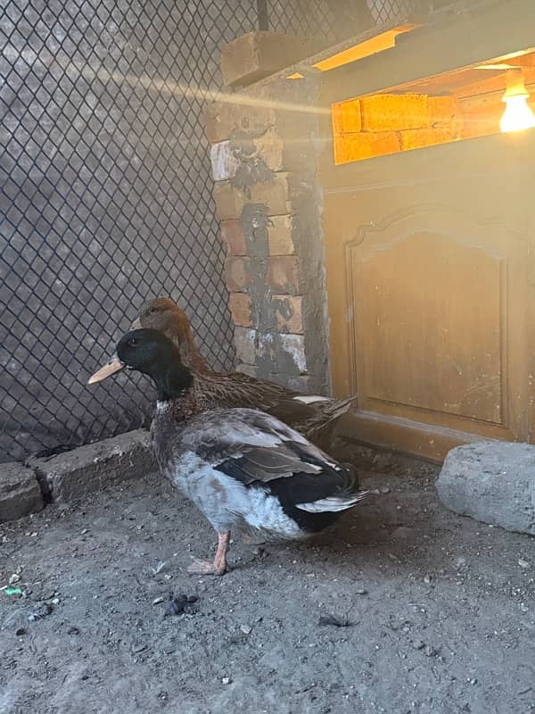 ducks breeder pair egg laying 1