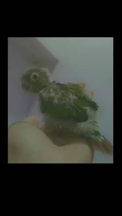 conure