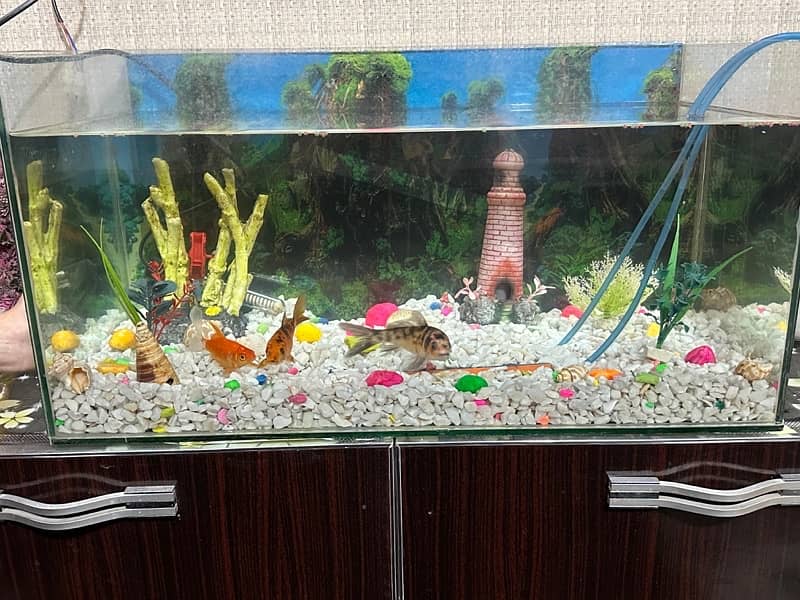 aquarium/Fish tank 1