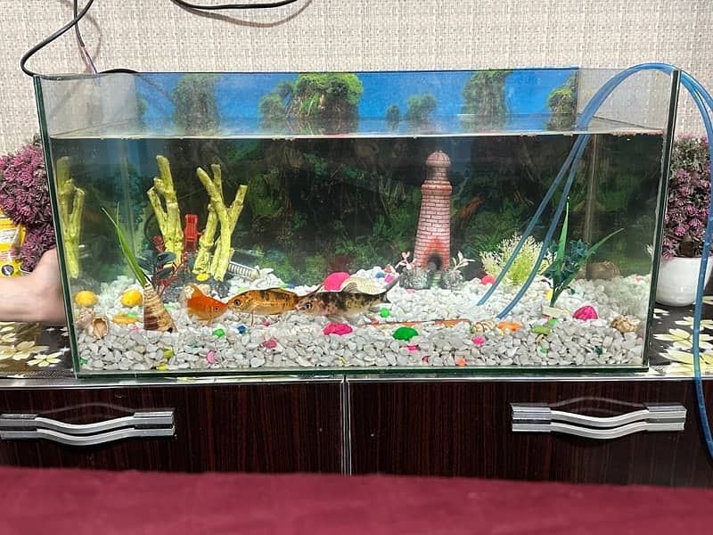 aquarium/Fish tank 7