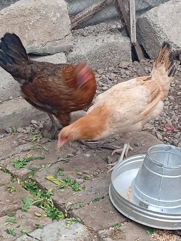 Egg laying Hens 2