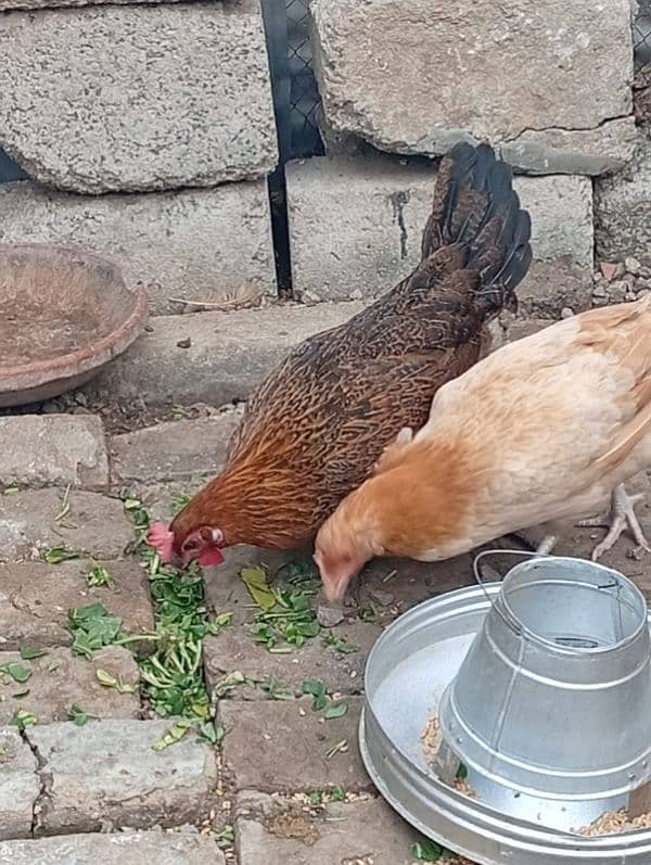 Egg laying Hens 3