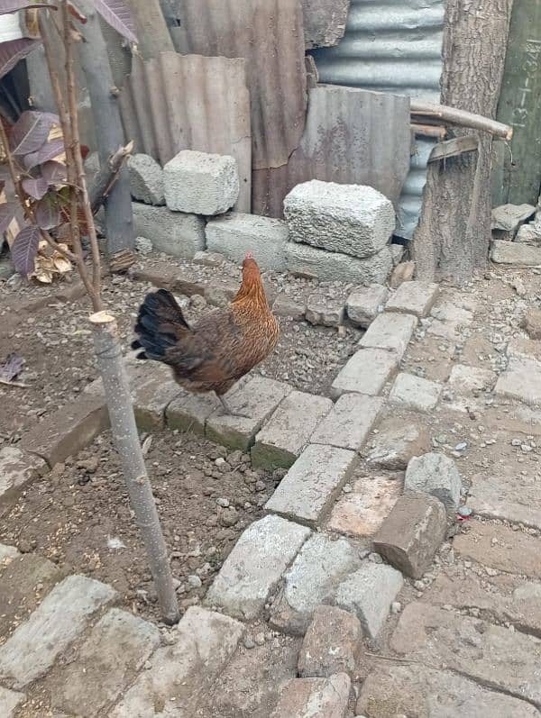 Egg laying Hens 9