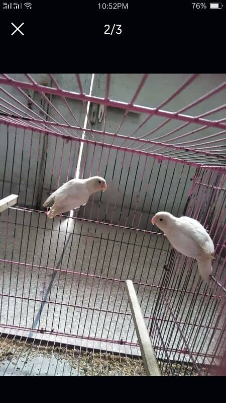 folding cage with love birds for sale 1