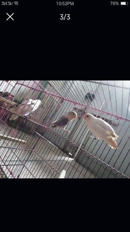 folding cage with love birds for sale 2