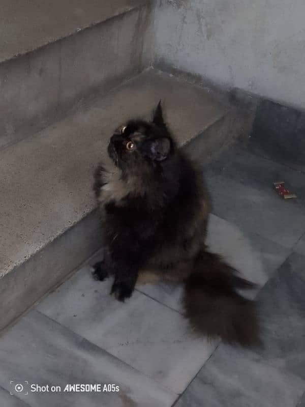 Persian triple coated female 0