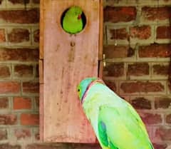 Green ringneck pair