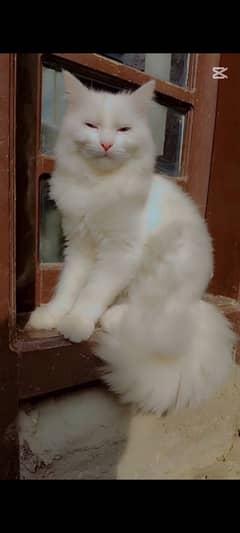 persian cat blue eyes male full trained