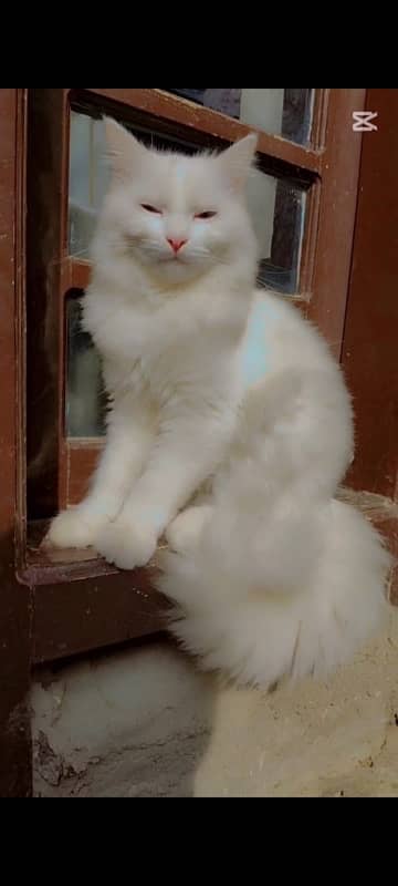 persian cat blue eyes male full trained 0