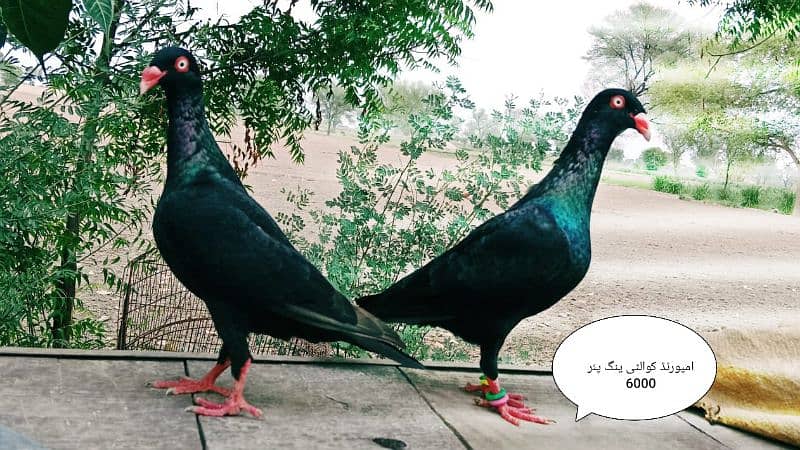 Fancy and lary huy pigeon 2