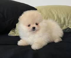 Pomeranian