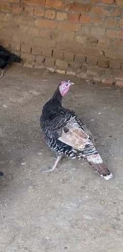 Turkey madi forsale