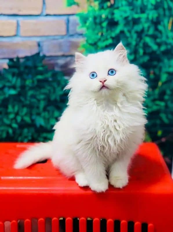 Persian Cat for sale my WhatsApp number 0326/74/83/108 0