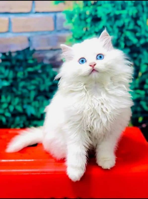 Persian Cat for sale my WhatsApp number 0326/74/83/108 1