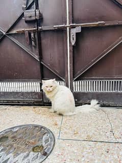 white persian male