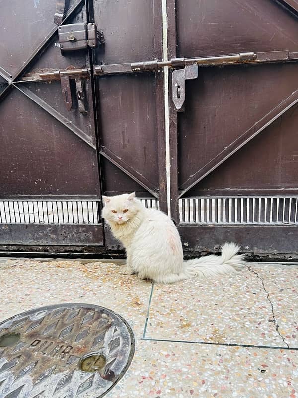 white persian male 0