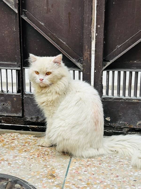 white persian male 1