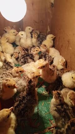 Turkey Bird Chicks and Eggs Available