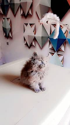 Persian triple coated female kitten