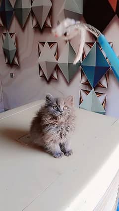 Persian triple coated female kitten