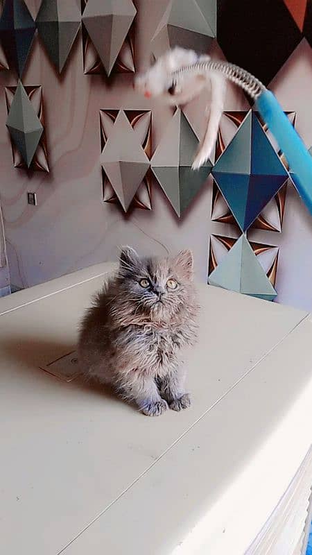 Persian triple coated female kitten 0