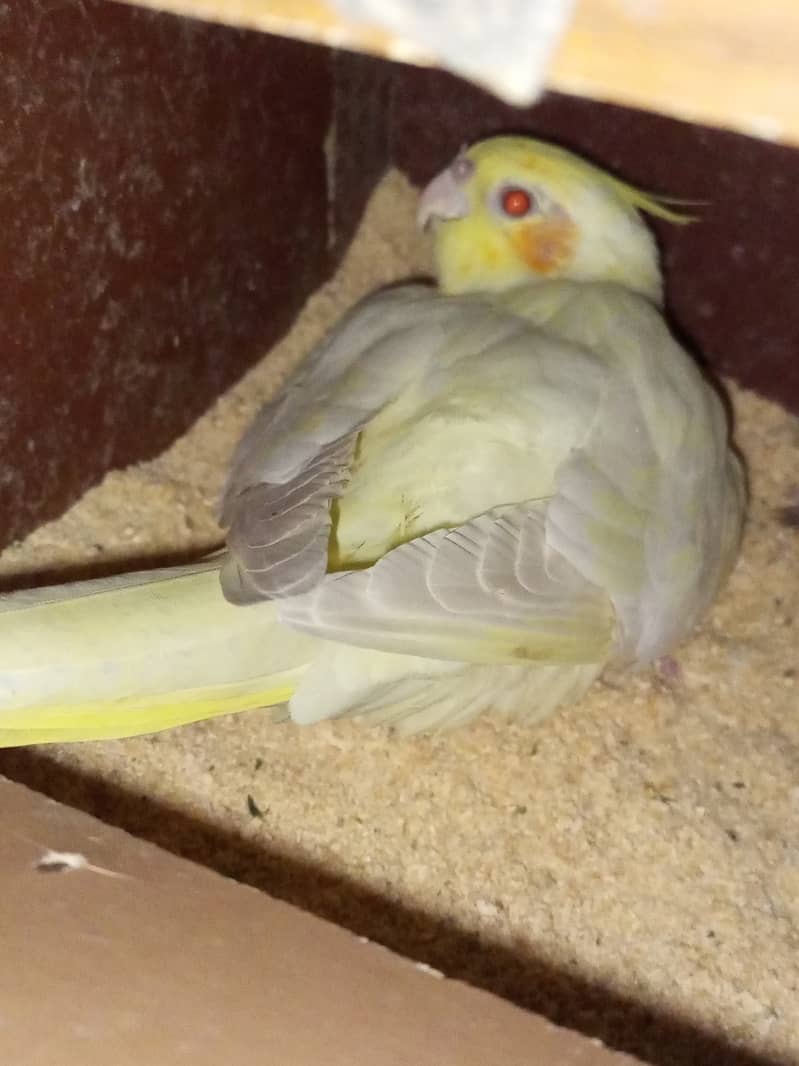 Cocktail Breeder pair for sale 0