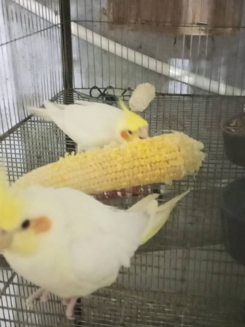 Cocktail Breeder pair for sale 1