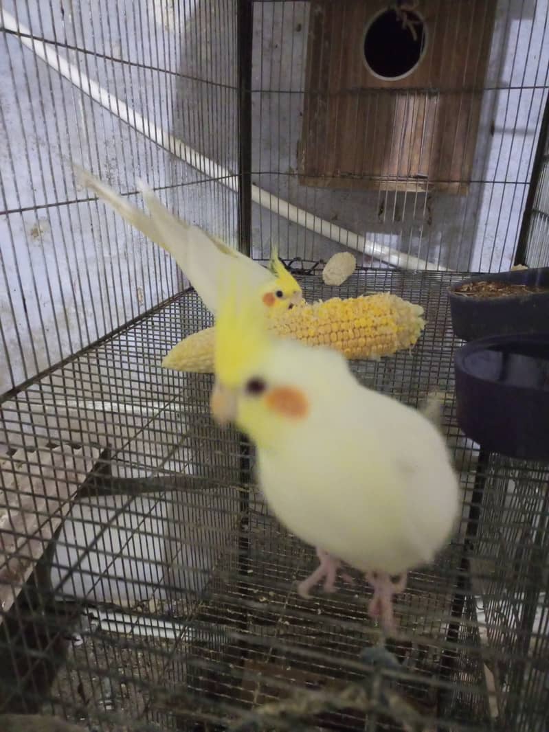 Cocktail Breeder pair for sale 3