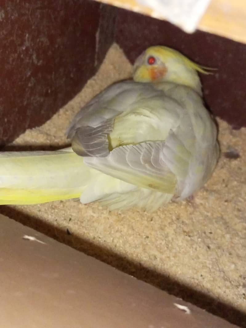 Cocktail Breeder pair for sale 8