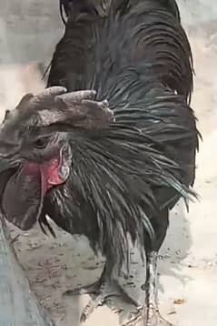 Ayam cemani breeder male