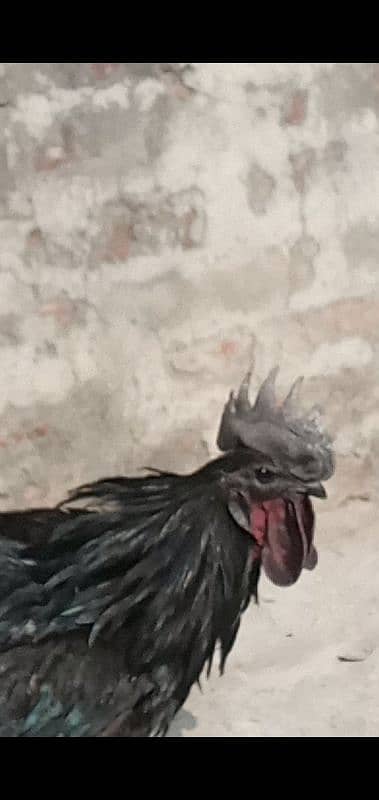 Ayam cemani breeder male 3