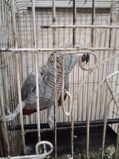 African grey required male breeder hand tame