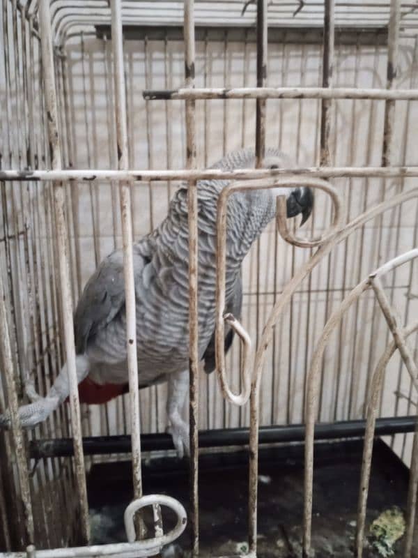 African grey required male breeder hand tame 0