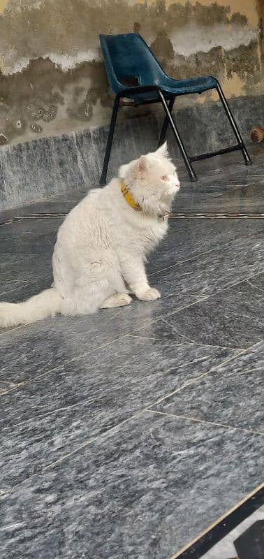 Mela Persian cat breeder Cat & Adult cats 0