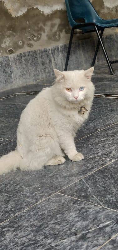 Mela Persian cat breeder Cat & Adult cats 1