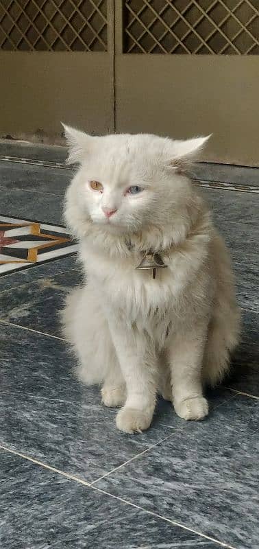 Mela Persian cat breeder Cat & Adult cats 2